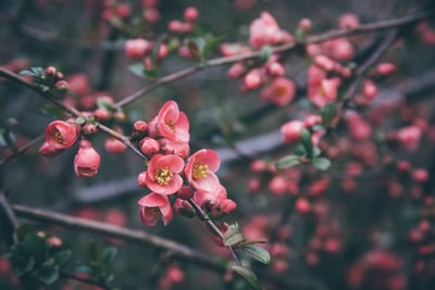 粉红樱花的选择性聚焦摄影